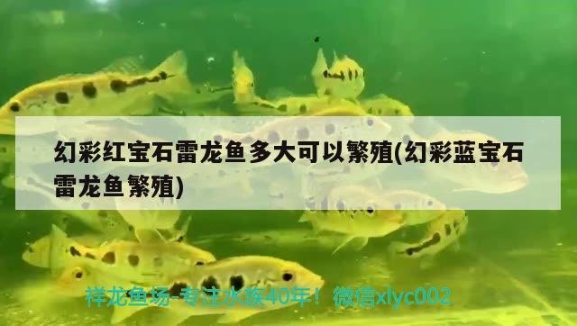 幻彩紅寶石雷龍魚多大可以繁殖(幻彩藍(lán)寶石雷龍魚繁殖) 二氧化碳設(shè)備