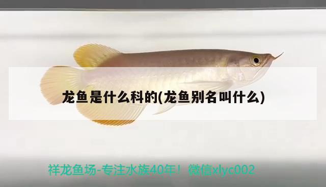 龍魚是什么科的(龍魚別名叫什么)