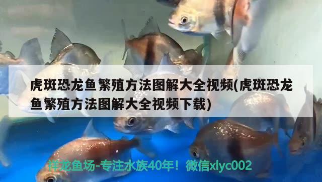 虎斑恐龍魚繁殖方法圖解大全視頻(虎斑恐龍魚繁殖方法圖解大全視頻下載) 虎斑恐龍魚