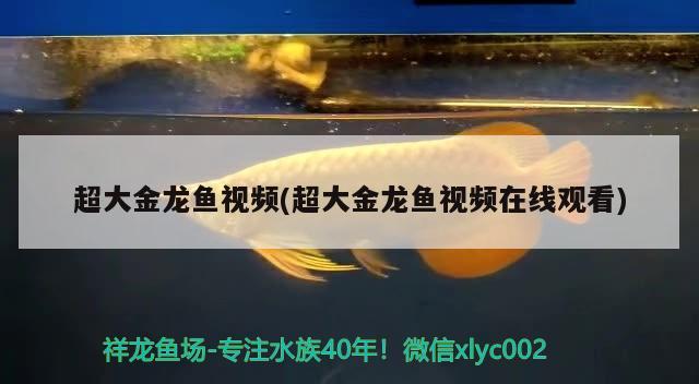 超大金龍魚視頻(超大金龍魚視頻在線觀看)