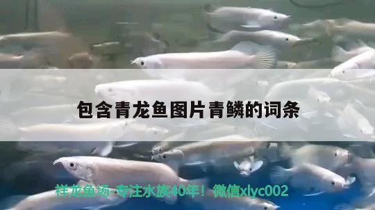 包含青龍魚圖片青鱗的詞條