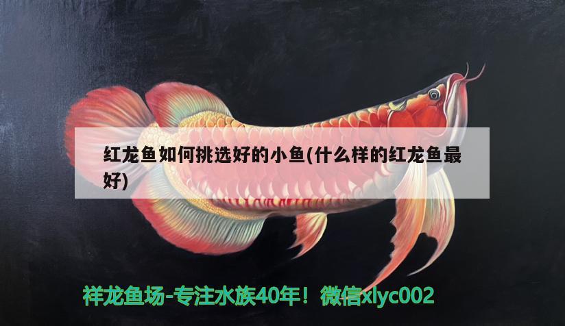 紅龍魚如何挑選好的小魚(什么樣的紅龍魚最好) 錦鯉魚