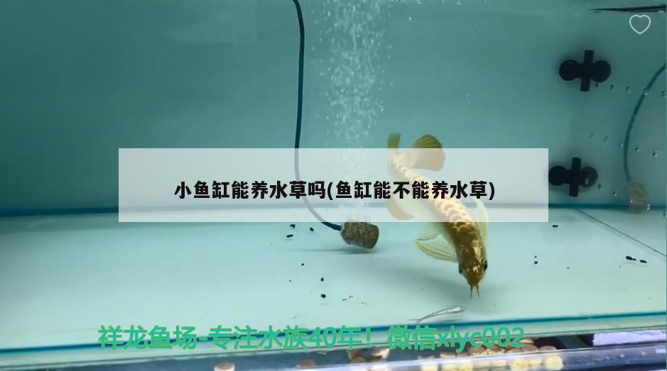 小魚缸能養(yǎng)水草嗎(魚缸能不能養(yǎng)水草) 水草