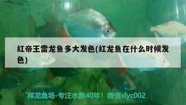 紅帝王雷龍魚多大發(fā)色(紅龍魚在什么時候發(fā)色)