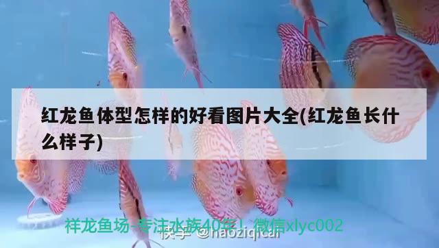 紅龍魚(yú)體型怎樣的好看圖片大全(紅龍魚(yú)長(zhǎng)什么樣子)