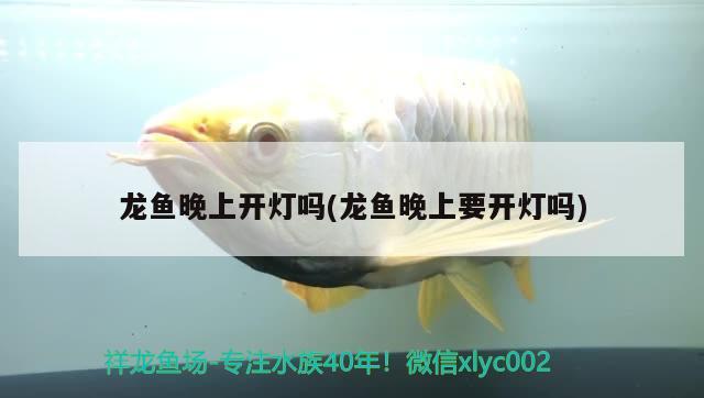 龍魚晚上開燈嗎(龍魚晚上要開燈嗎) 飛鳳魚苗