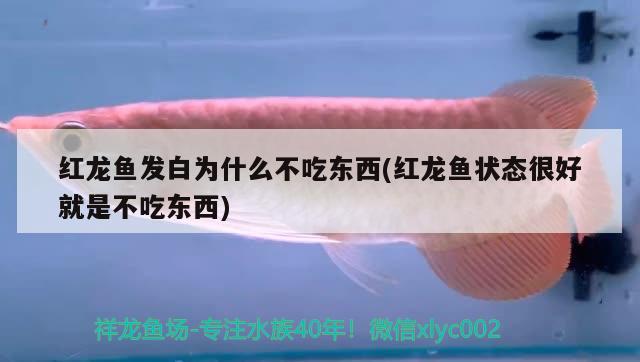 紅龍魚發(fā)白為什么不吃東西(紅龍魚狀態(tài)很好就是不吃東西)