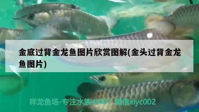 金底過背金龍魚圖片欣賞圖解(金頭過背金龍魚圖片) 過背金龍魚