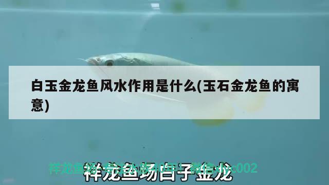 白玉金龍魚風水作用是什么(玉石金龍魚的寓意)