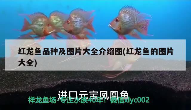 急急急急看看龍魚(yú)怎么了