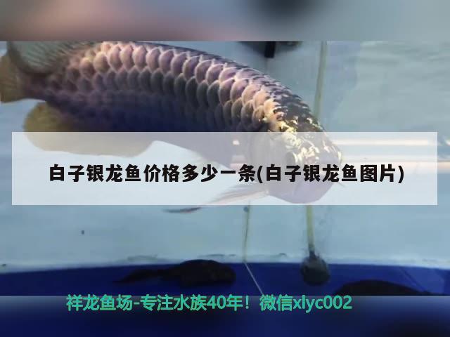 白子銀龍魚價格多少一條(白子銀龍魚圖片)