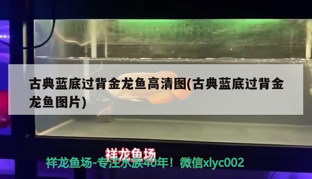 古典藍(lán)底過背金龍魚高清圖(古典藍(lán)底過背金龍魚圖片)