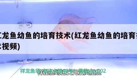 金龍魚瀘州總代理電話多少號和金龍魚溫州總代理電話多少號（有誰知道長春地區(qū)金龍魚油的代理聯(lián)系方式）