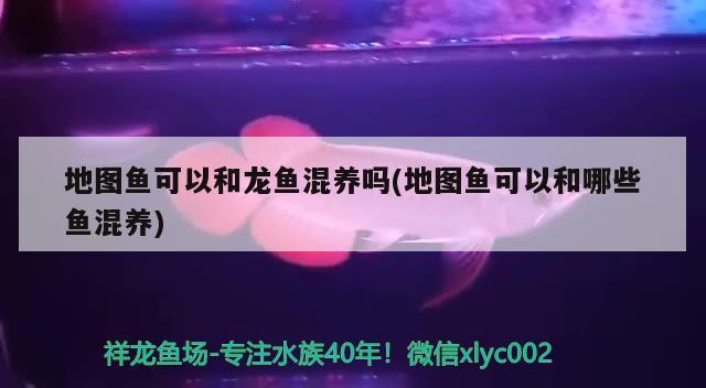 西安魚缸造景養(yǎng)護公司地址在哪里（西安魚缸定制 推薦） 慈雕魚 第3張