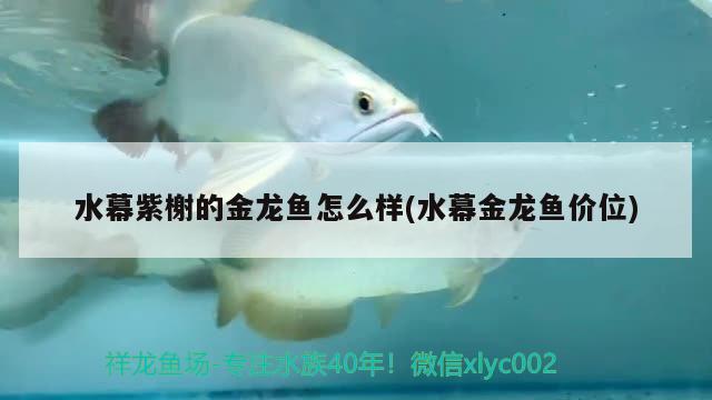 水幕紫榭的金龍魚怎么樣(水幕金龍魚價位) 黃金河虎魚