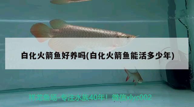 白化火箭魚好養(yǎng)嗎(白化火箭魚能活多少年) 白化火箭