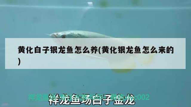 西安魚缸造景養(yǎng)護公司地址在哪里（西安魚缸定制 推薦）