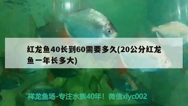 紅龍魚40長到60需要多久(20公分紅龍魚一年長多大)