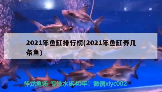 2021年魚缸排行榜(2021年魚缸養(yǎng)幾條魚)