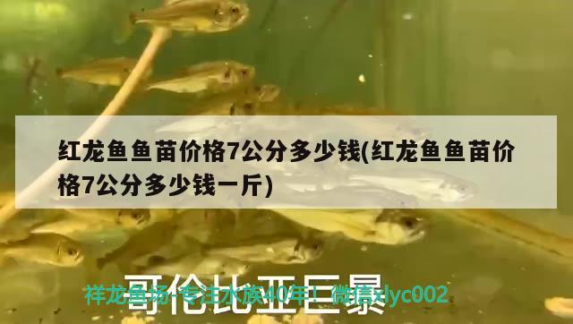 原神觀賞魚怎么刷：原神觀賞魚刷新規(guī)律 廣州水族批發(fā)市場 第1張