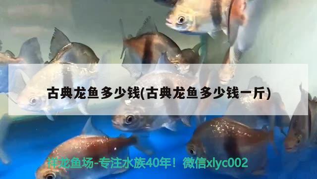 古典龍魚多少錢(古典龍魚多少錢一斤) 其它水族用具設(shè)備