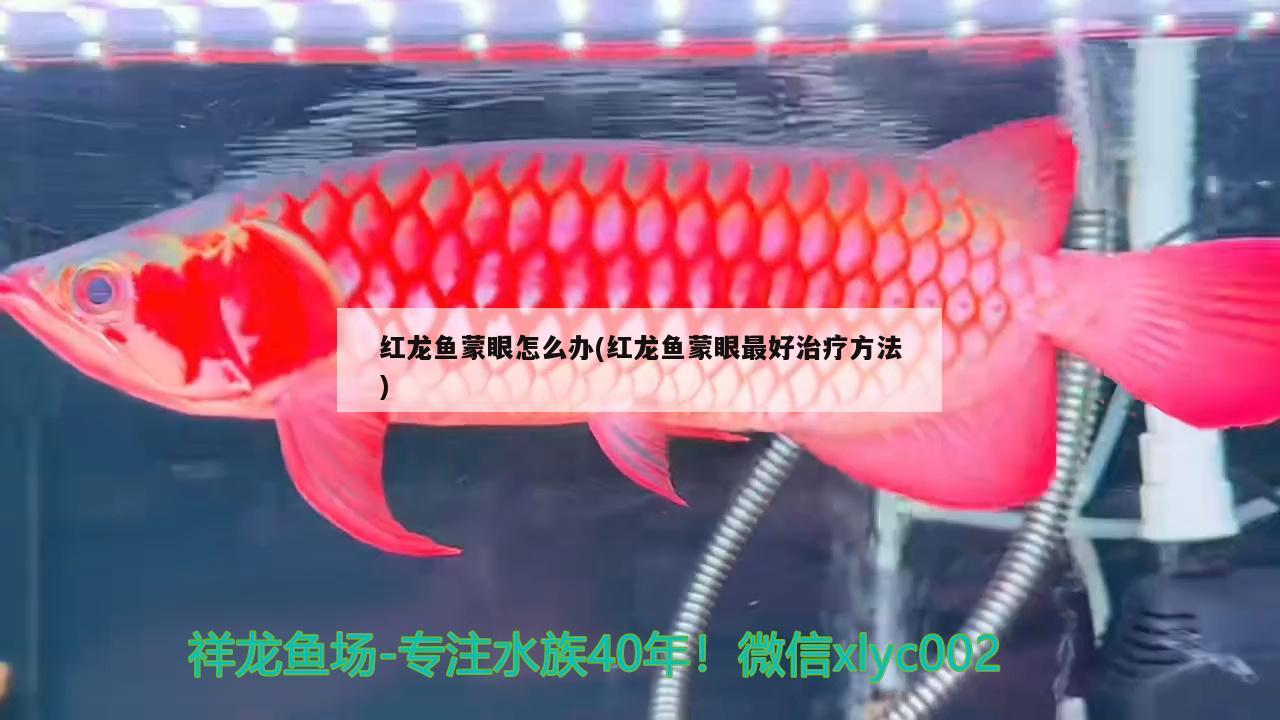 紅龍魚蒙眼怎么辦(紅龍魚蒙眼最好治療方法) 飛鳳魚苗