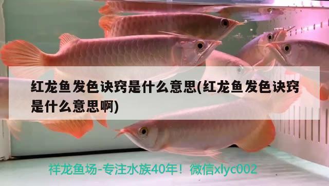 紅龍魚發(fā)色訣竅是什么意思(紅龍魚發(fā)色訣竅是什么意思啊)