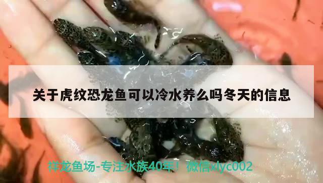 關于虎紋恐龍魚可以冷水養(yǎng)么嗎冬天的信息 PH調(diào)節(jié)劑