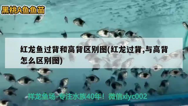 西安魚缸造景養(yǎng)護公司地址在哪里（西安魚缸定制 推薦）