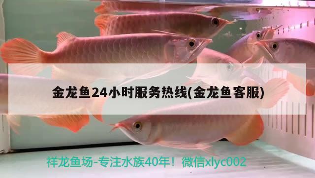 金龍魚(yú)24小時(shí)服務(wù)熱線(金龍魚(yú)客服) 龍魚(yú)批發(fā)