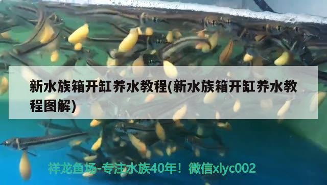 新水族箱開(kāi)缸養(yǎng)水教程(新水族箱開(kāi)缸養(yǎng)水教程圖解) 魚(yú)缸/水族箱