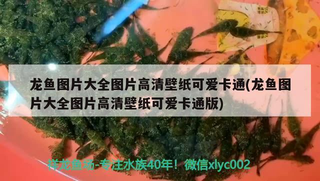 諸城市亮點水族魚缸店 全國水族館企業(yè)名錄