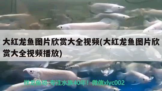 大紅龍魚(yú)圖片欣賞大全視頻(大紅龍魚(yú)圖片欣賞大全視頻播放) 過(guò)背金龍魚(yú)