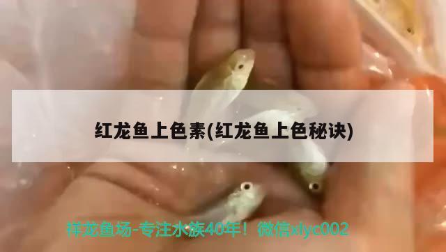 龍魚和虎魚哪個長得快些（龍魚跟虎魚尺寸怎么搭配） 虎魚百科 第1張