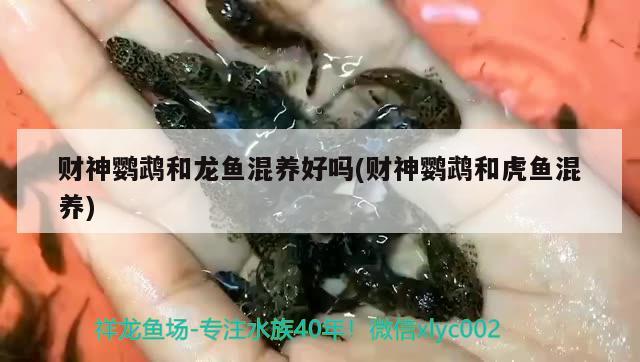 財(cái)神鸚鵡和龍魚(yú)混養(yǎng)好嗎(財(cái)神鸚鵡和虎魚(yú)混養(yǎng)) 鸚鵡魚(yú)