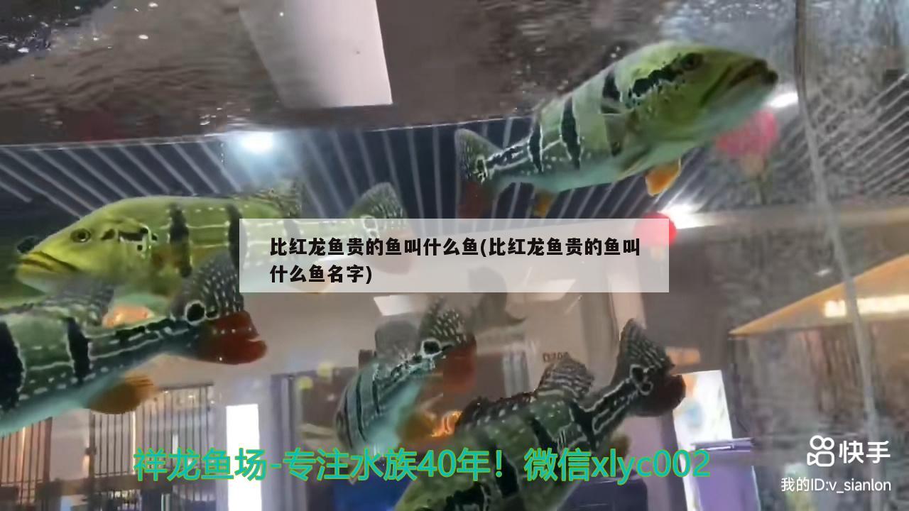 比紅龍魚貴的魚叫什么魚(比紅龍魚貴的魚叫什么魚名字) 白子黑帝王魟魚