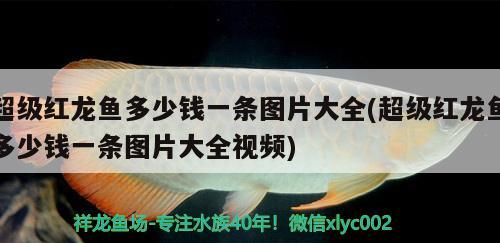 火山石怎么粘連，魚缸火山石作用是什么