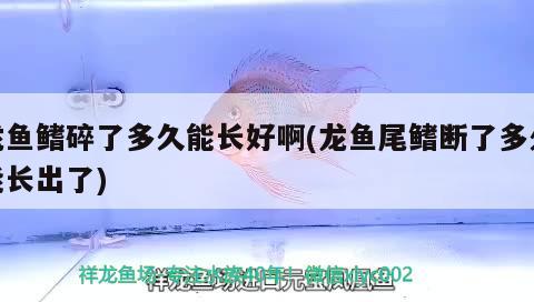 龍魚(yú)鰭碎了多久能長(zhǎng)好啊(龍魚(yú)尾鰭斷了多久能長(zhǎng)出了) 巴西亞魚(yú)苗