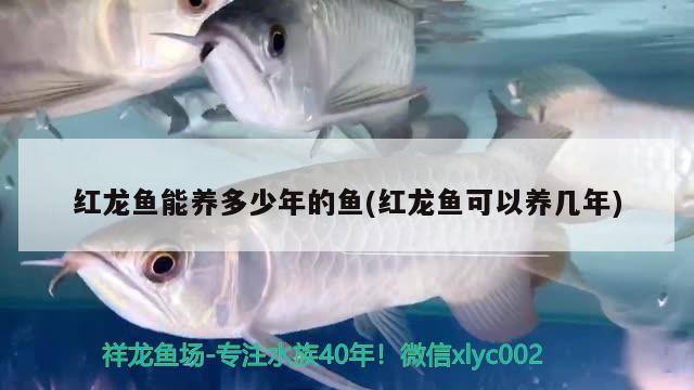 紅龍魚能養(yǎng)多少年的魚(紅龍魚可以養(yǎng)幾年)