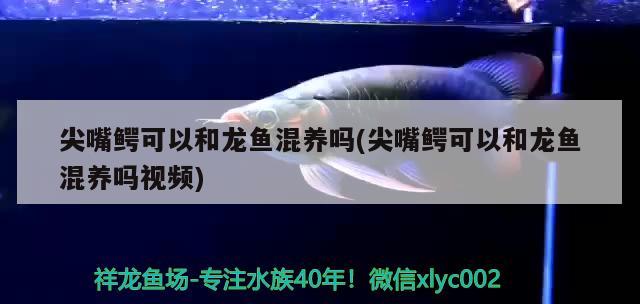 尖嘴鱷可以和龍魚混養(yǎng)嗎(尖嘴鱷可以和龍魚混養(yǎng)嗎視頻)