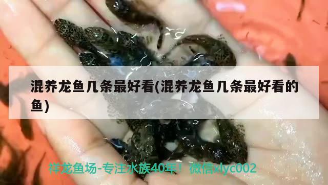 混養(yǎng)龍魚幾條最好看(混養(yǎng)龍魚幾條最好看的魚) 過濾設(shè)備 第2張