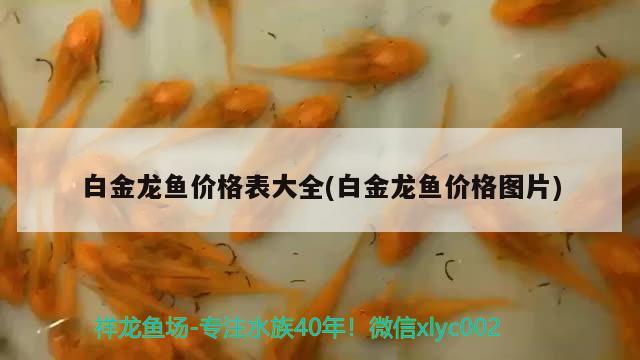 白金龍魚價(jià)格表大全(白金龍魚價(jià)格圖片)