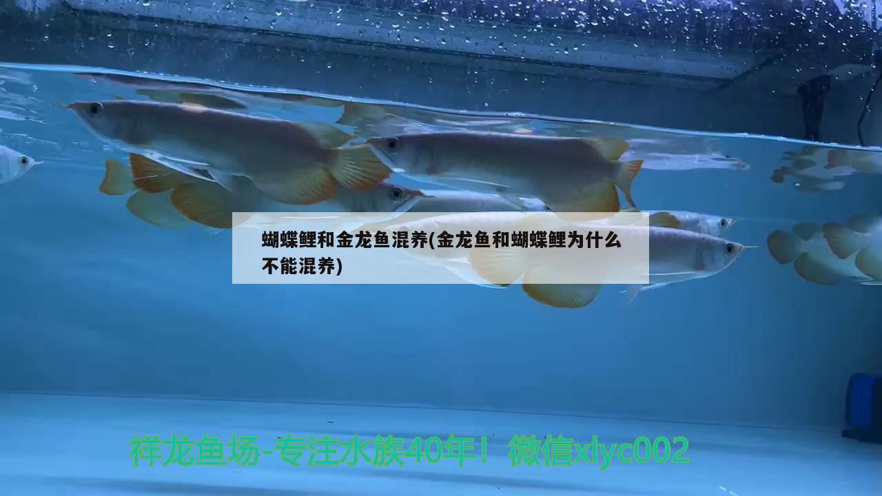 蝴蝶鯉和金龍魚混養(yǎng)(金龍魚和蝴蝶鯉為什么不能混養(yǎng))