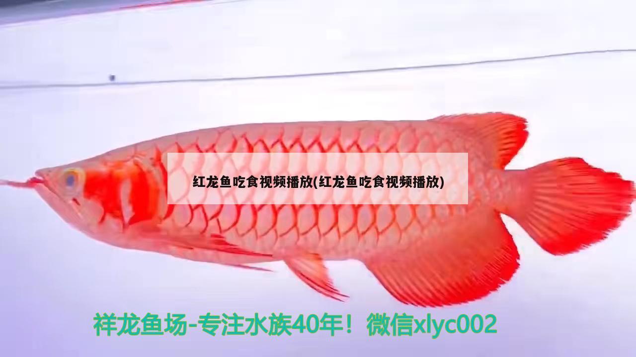 紅龍魚吃食視頻播放(紅龍魚吃食視頻播放) 南美異形觀賞魚