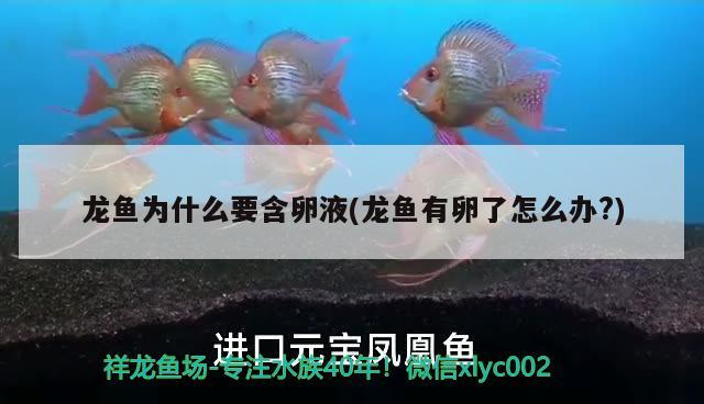 龍魚為什么要含卵液(龍魚有卵了怎么辦?)