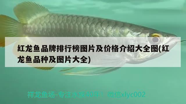 紅龍魚品牌排行榜圖片及價(jià)格介紹大全圖(紅龍魚品種及圖片大全)