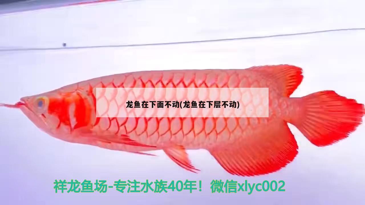 龍魚(yú)在下面不動(dòng)(龍魚(yú)在下層不動(dòng))