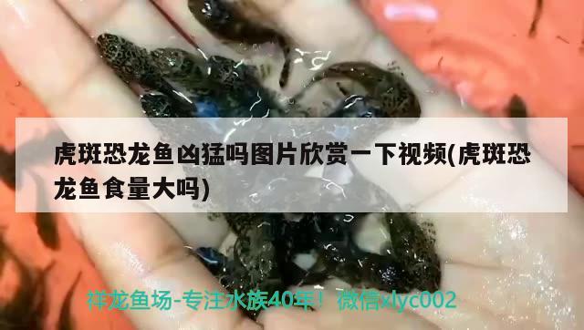 虎斑恐龍魚兇猛嗎圖片欣賞一下視頻(虎斑恐龍魚食量大嗎) 虎斑恐龍魚