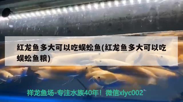 紅龍魚多大可以吃蜈蚣魚(紅龍魚多大可以吃蜈蚣魚糧) 熊貓異形魚L46