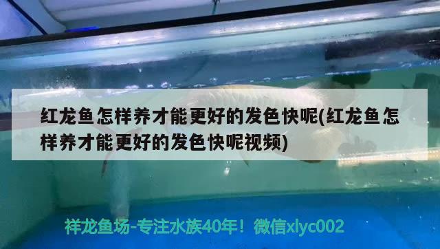 紅龍魚怎樣養(yǎng)才能更好的發(fā)色快呢(紅龍魚怎樣養(yǎng)才能更好的發(fā)色快呢視頻) 其它水族用具設(shè)備